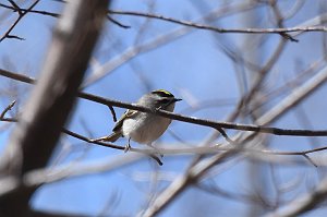 Kinglet, Golden-crowned, 2018-04209899 Broad Meadow Brook, MA